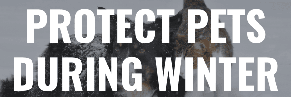 CNC Header protecting pets during winter