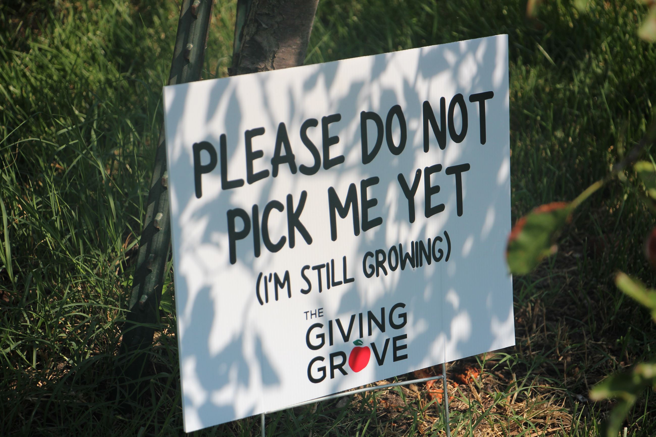 the giving grove